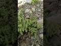 Herniaria hirsuta (hairy rupturewort)#hazarauniversity #plants #medicinal #kidneystonestreatment