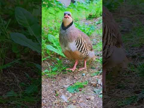 طيور الحجل طيور القبج الصيد البري عشاق الطبيعة