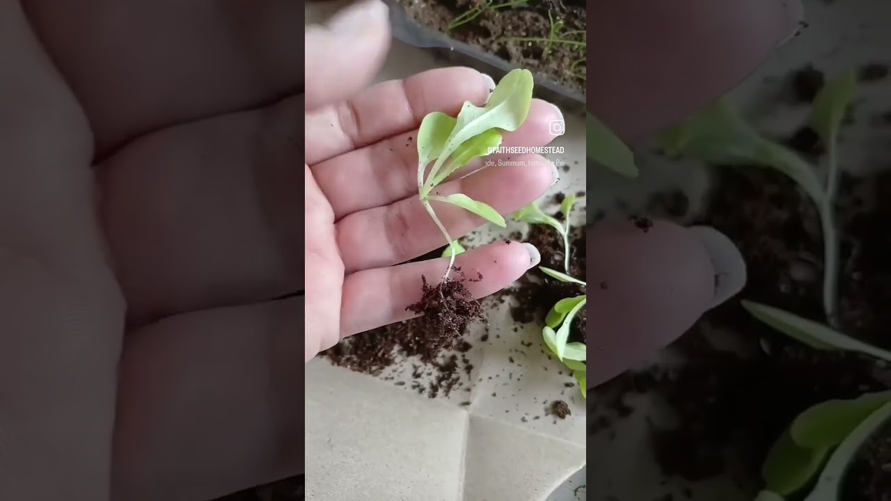 How I Pot Up My Leggy Lettuce 🌱 | Container Gardening | Leggy Seedlings