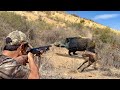 Chasse sanglier au maroc  caada javali 2023  wild boar hunting partie 09