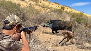 Chasse Sanglier au maroc | Caçada javali 2023 - Wild Boar Hunting (Partie 09)