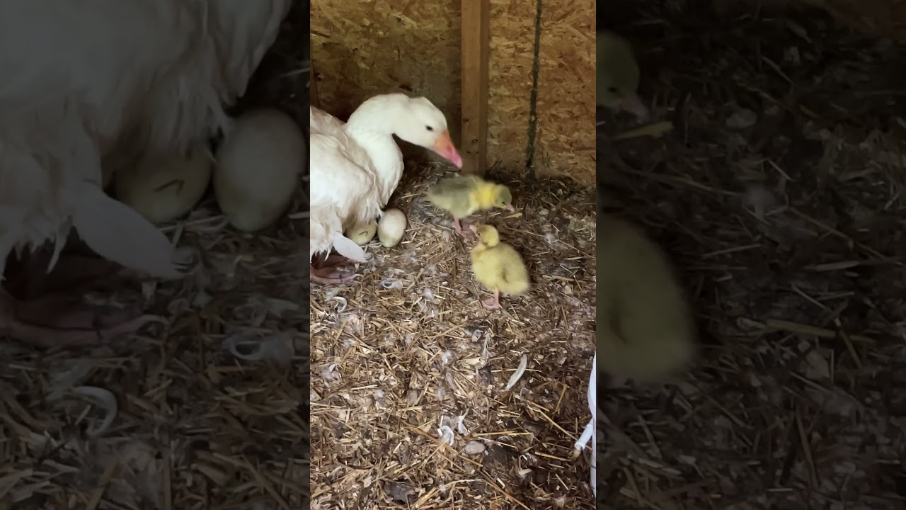 We had 2 Sebastopol baby geese hatch!!! 