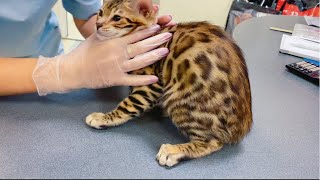 The VLOG has Gained 3 kg !!! Taking kitty to the doctor ! A typical day of the family from Russia