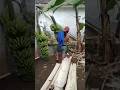 Panen pisang Ambon jumbo di pekarangan rumah