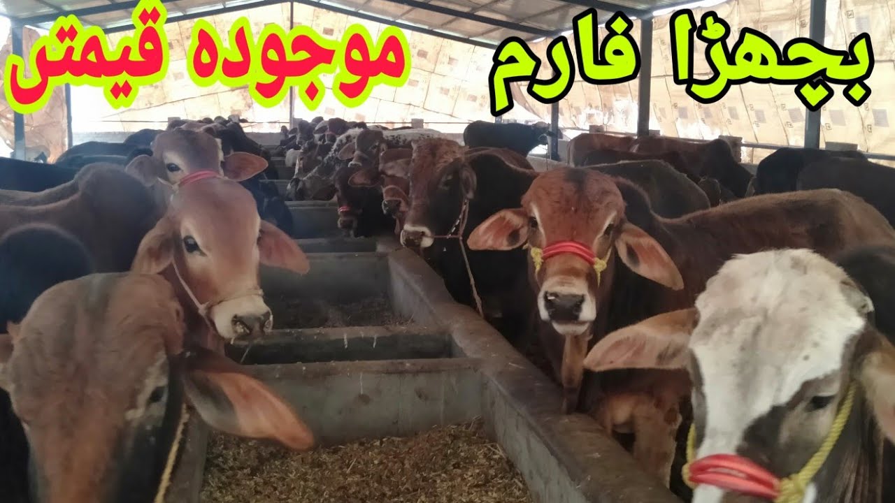 calf farming by gazanfar EP5 / Bull prices in Pakistan YouTube