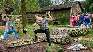 Download Lagu Shocking: Giant Golden Python Attacks Animals on Farm! Brave Girl Bare Hands Rescues Animals! MP3 Download Lagu Shocking: Giant Golden Python Attacks Animals on Farm! Brave Girl Bare Hands Rescues Animals! MP3