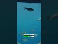 Underwater Adventure Exploring the Ocean Floor in a Submarine