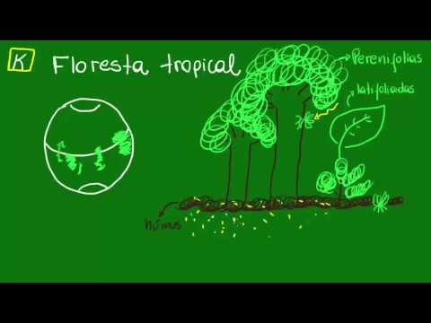 Vídeo: Quais são as 4 camadas da floresta tropical?