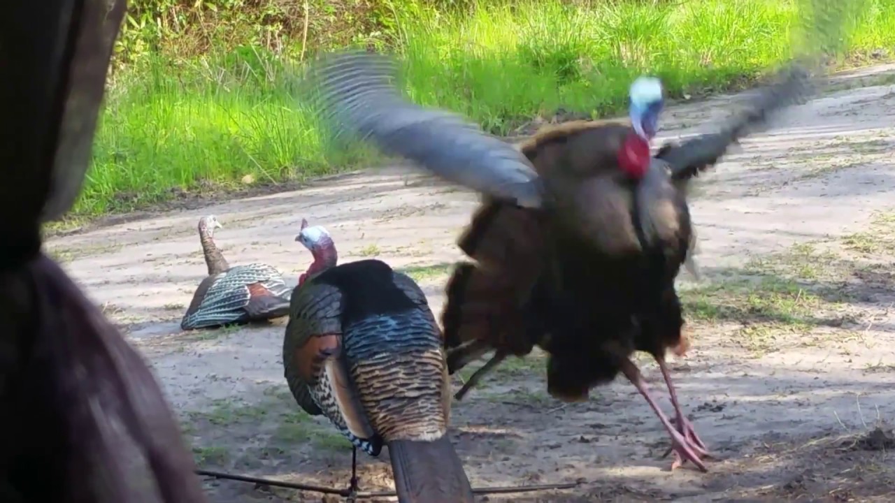 2017 NC Turkey Hunt YouTube 2017 NC Turkey Hunt YouTube