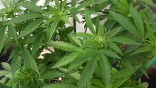 First grow "Platinum Skywalker" LST/Topping