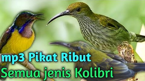 Audio Pikat Ribut untuk Semua Jenis Kolibri ( Manggar, Sogok Ontong, Pijantung, KoNin)