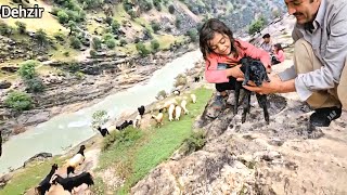 Agha Qurban and Zeinab's trip to Talwa, giving birth to a Dalti sheep for the little boy