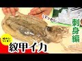 【刺身編】甲羅があるイカ！?紋甲イカをさばいて味わいつくす！