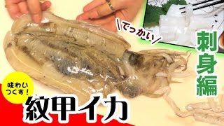 【刺身編】甲羅があるイカ！?紋甲イカをさばいて味わいつくす！