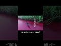 【別バージョン】縄張りから追いやられた小さな猫２ #shorts