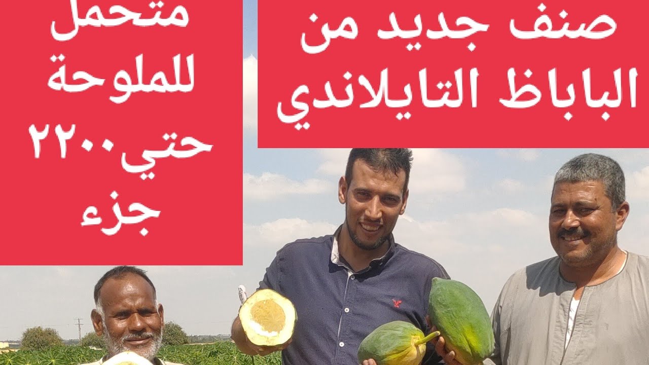 محصول رائع وجديد ومربح جدا جدا انصح بزراعته