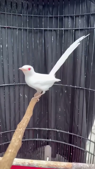 INI BARU ASLI MURAI ALBINO .... MATA MERAH LAGI... #muraialbino #muraibatu