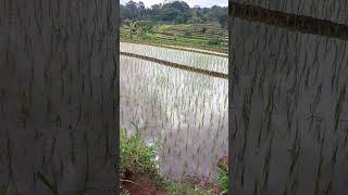 Sawah sepetak #shorts #shortvideo #sawah #quotes