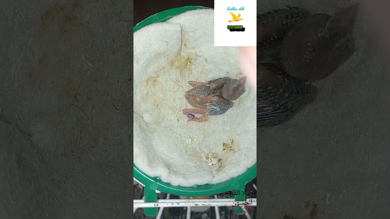 تحجيل فراخ الحسون على عمر 9 أيام