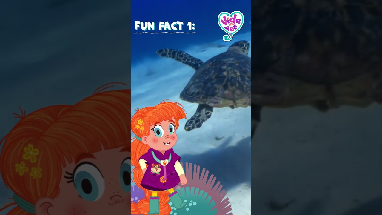 Vida's Fun Fact: Turtles | Cartoons for Kids | Trivia 