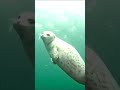 डाइवर से मिलने चली आई सील [Young Seal wants to play with a weird looking creature]