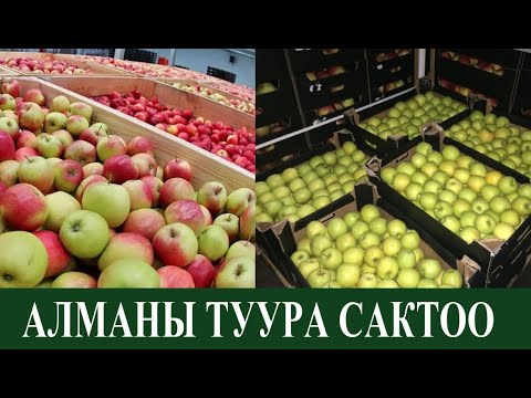 Video: Кантип коньякты туура сактоо керек