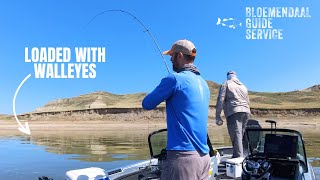 Casting Shallow for Migrating Reservoir Walleyes - Lake Sakakawea