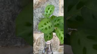 Marantha En Agua, Praying Plant