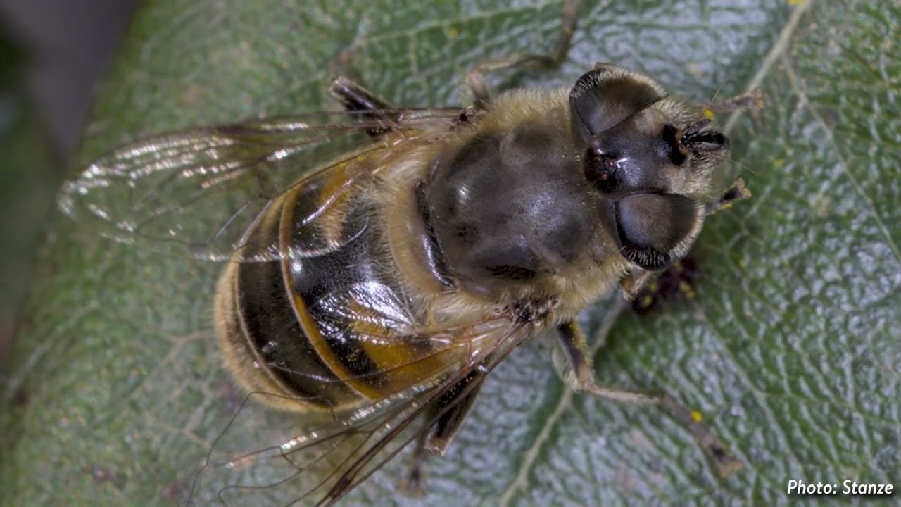 Daily Obscure Pollinator: Flower Flies