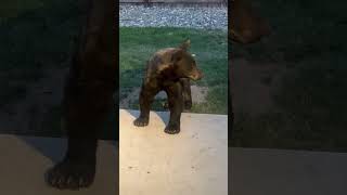 Protective Dogs on Alert Barking at a Young Bear