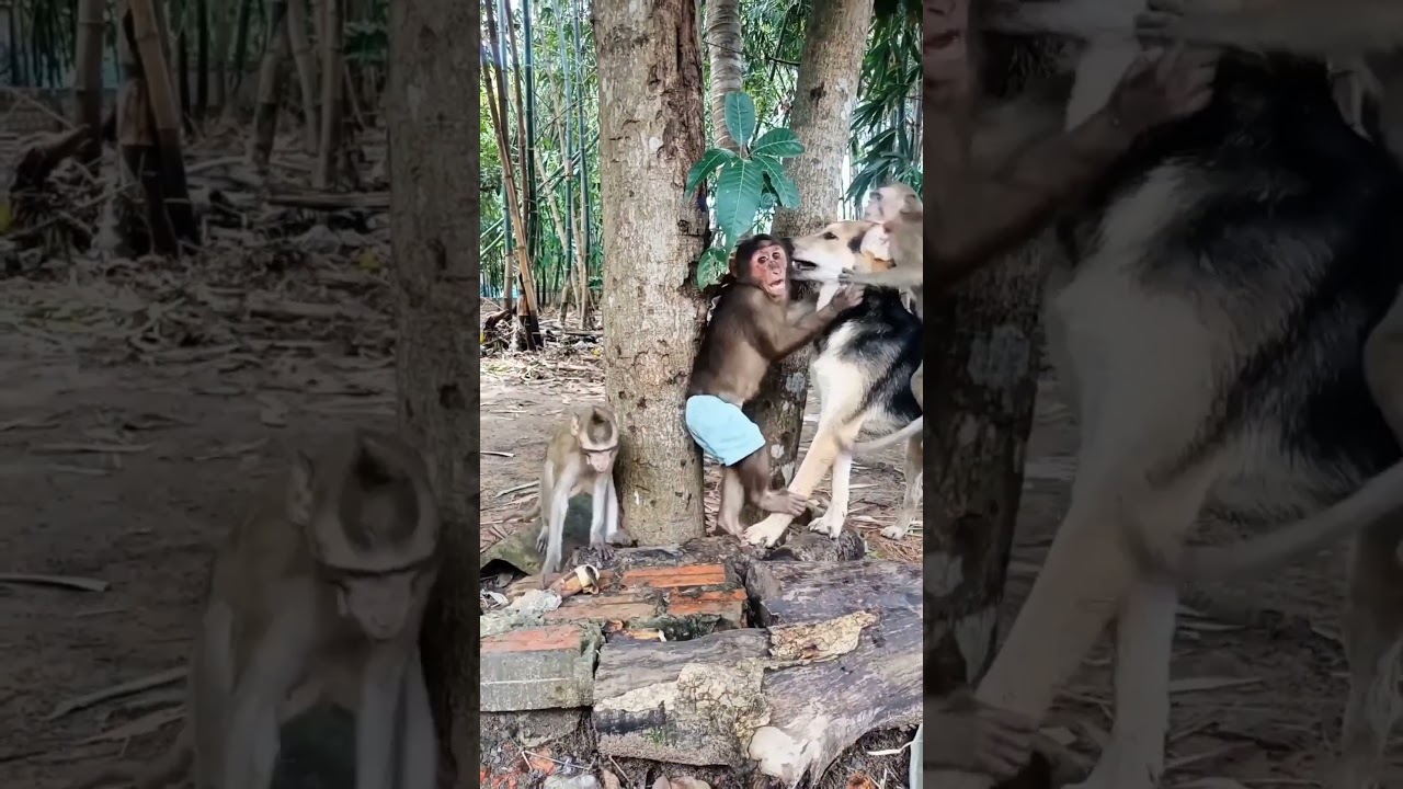 Могут ли обезьяны делиться едой без драк? 