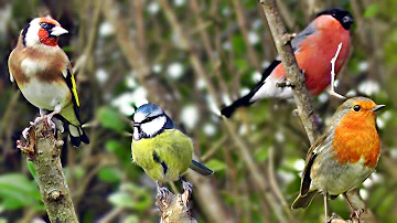 Beautiful Birds Chirping & Singing in The Hedge - Robin & More Bird Song & Sounds