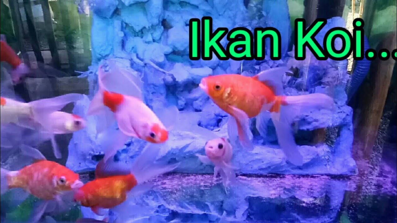 Cara memelihara Ikan koi.. !! ikan hias buat dirumah 