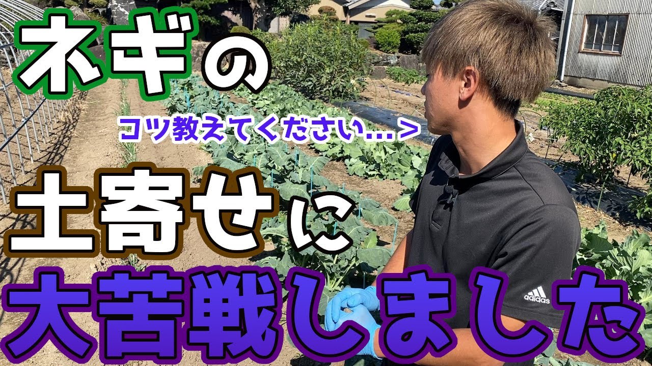 【修行中】ネギの土寄せのコツ教えてください...。【家庭菜園】 - YouTube