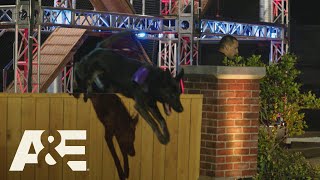 Walk Through the Obstacle Course with a Dog Safety Expert! | America’s Top Dog (Season 1) | A&E
