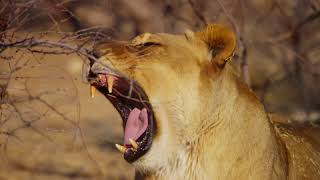 Close Encounter of a LION YAWNING [4K] (Slow Motion)