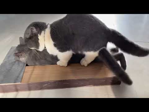 Video May vs Mun 2 - youtube
