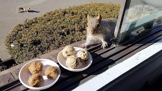 Which treats do squirrels like better: homemade or store-bought? by Squirrels at the window 8,584 views 2 months ago 4 minutes, 22 seconds