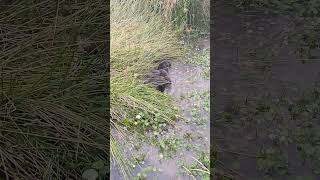 Family Of Nutria
