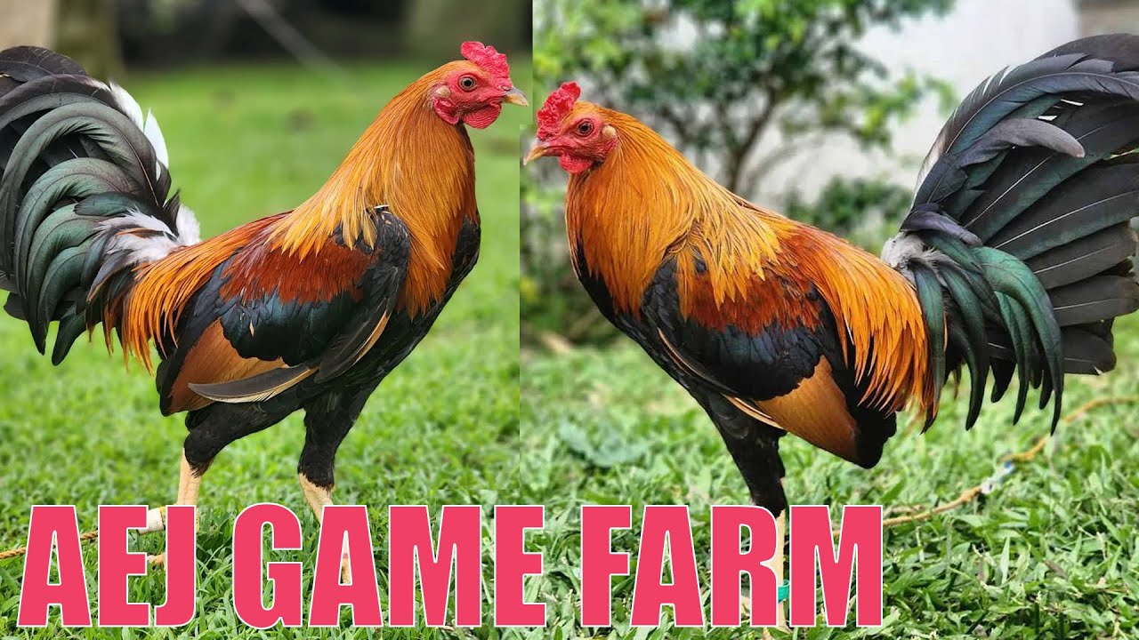 Golden Boy Sweater of AEJ game farm 