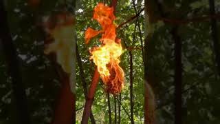 Hornet Nest on Fire-Controlled Burn After a Wild Capture #hornets #wasp  #nature burningnest