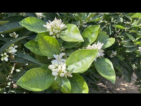 Beneficios del bioestimulante ficosagro® en cítricos 🍊 - video from Ficosterra