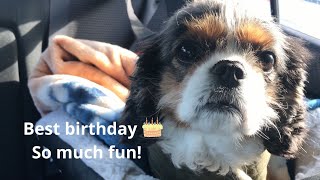 Happy Birthday 🎂 to Isabelle the Cavalier King Charles Spaniel by Isabelle The Cavalier 2,908 views 1 year ago 7 minutes, 22 seconds