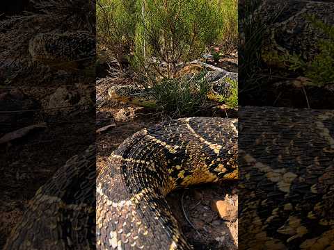 Deadly Snake In His Yard