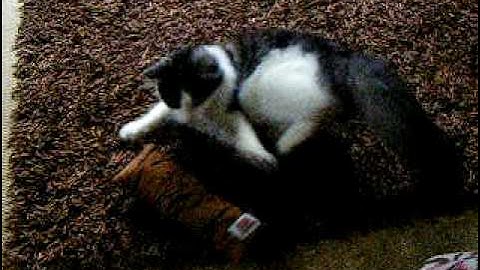 Jenson playing with the Kong Kickeroo