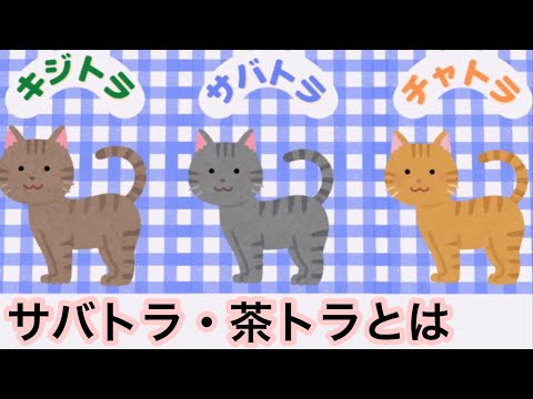 【猫】サバトラ・茶トラとは【雑学・豆知識】Mackerel Tabby