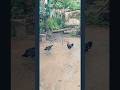 😆😆எங்க என் தங்கச்சிய கல்யாணம் பண்ணிக்க😅😅 #mr_vvv #comedy #funny #chicken #kozhikoothugal #trending