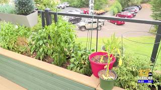 Steves Garden: Smoky days may actually help your plants during hot stretches