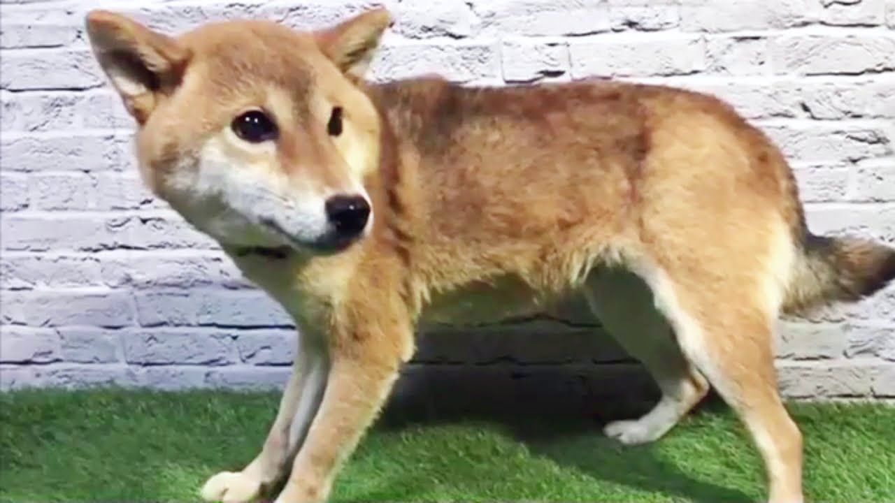 キツネ顔のとっても美形な柴犬の女の子 柴犬の保護犬 アニフェア Anifare 保護犬に 医療と 家族を キツネ顔のとっても美形な柴犬の女の子 柴犬の保護犬 アニフェア Anifare 保護犬に 医療と 家族を