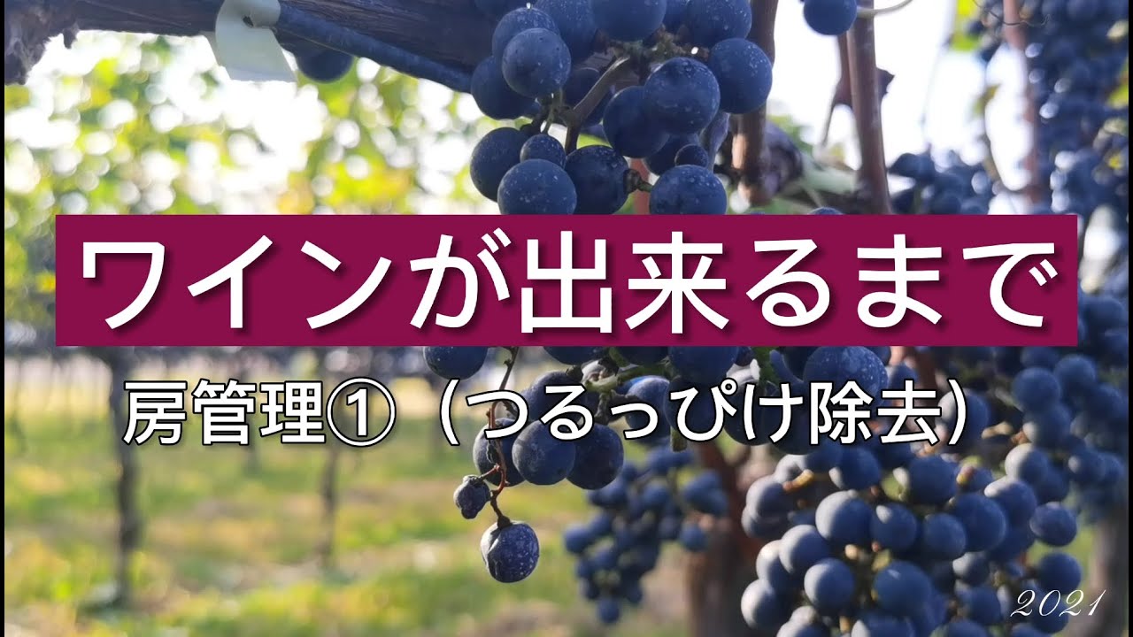 ワイン用ぶどうの房管理 つるっぴけ除去 を見学 Youtube
